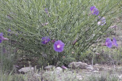 Ipomoea sescossiana, photographed by Juan Cruzado Cortés