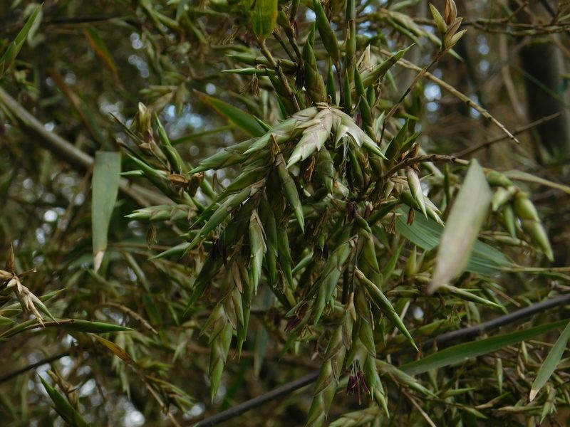 Guadua trinii, photographed by Pablo Bombín
