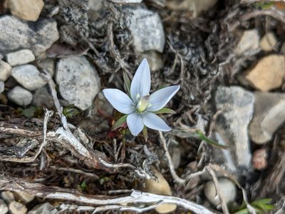 Lomatogonium rotatum, photographed by Todd Boland
