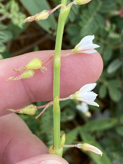 Oxygonum alatum, photographed by Dave U