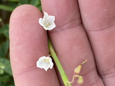 Oxygonum alatum, photographed by Dave U