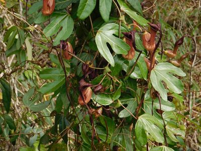 Aristolochia macroura, photographed by Pablo Bombín