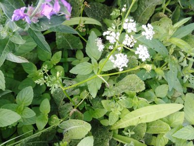 Oenanthe aquatica, photographed by Татьяна Горбушина