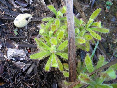 Drosera hilaris, photographed by Tim Kirsten