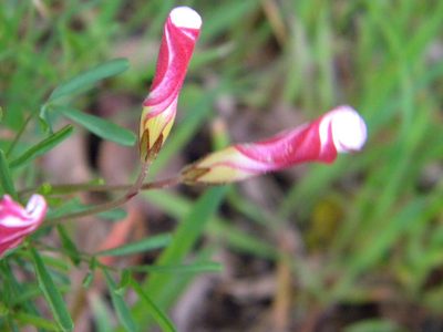 Oxalis versicolor, photographed by Tim Kirsten