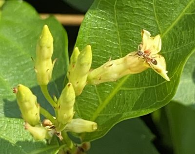 Thyrsanthella difformis, photographed by Lexi Amico