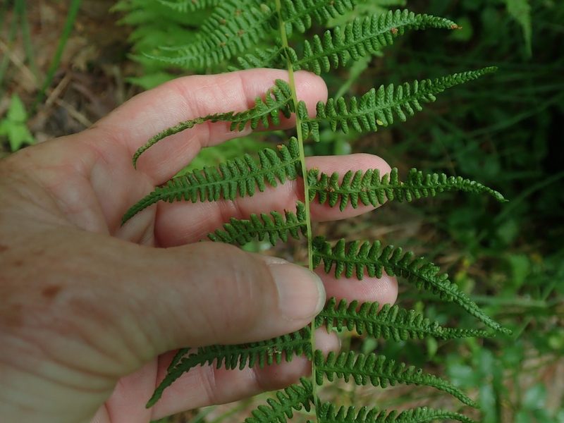 Coryphopteris simulata, photographed by Lynn Harper