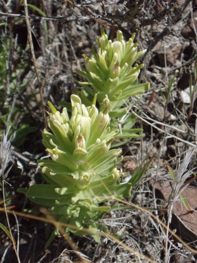 Castilleja xanthotricha, photographed by Lindsey K. Wise
