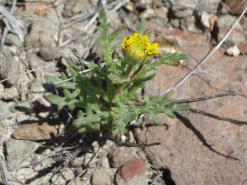 Chaenactis nevii, photographed by Lindsey K. Wise