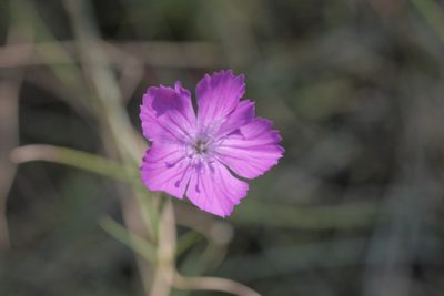 Dianthus graniticus, photographed by Nico