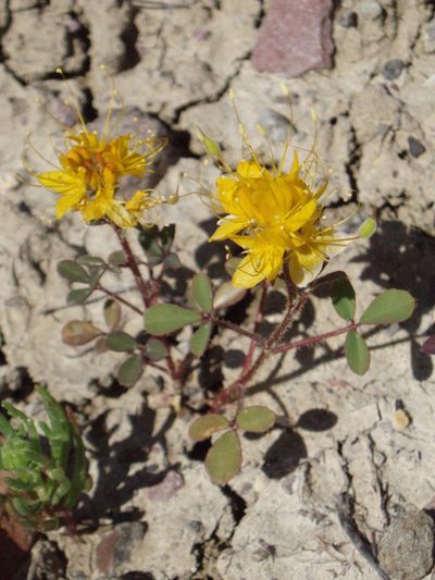 Cleomella platycarpa, photographed by Lindsey K. Wise