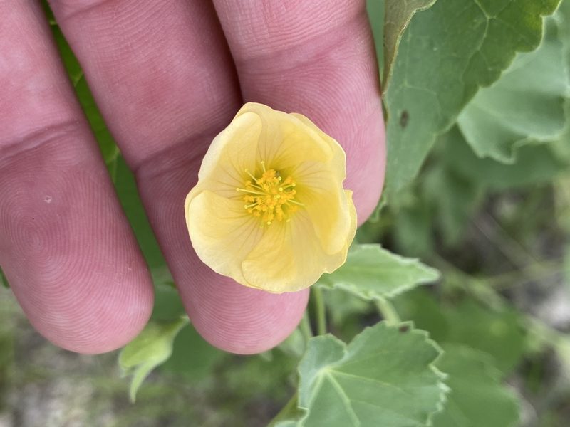 Abutilon rehmannii, photographed by Dave U