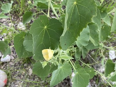 Abutilon rehmannii, photographed by Dave U