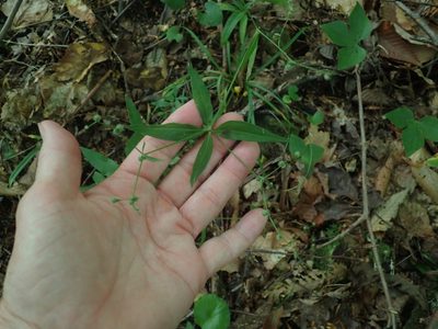 Trichogalium lanceolatum, photographed by Lynn Harper