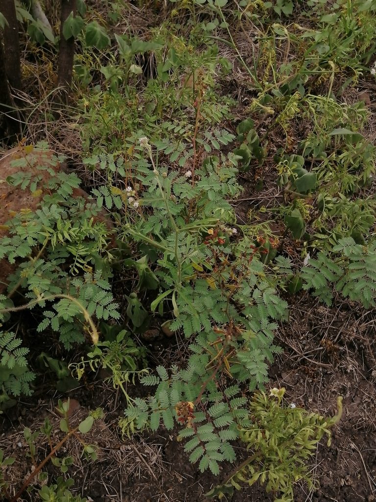 Pomaria glandulosa, photographed by Erick Vélez Sánchez
