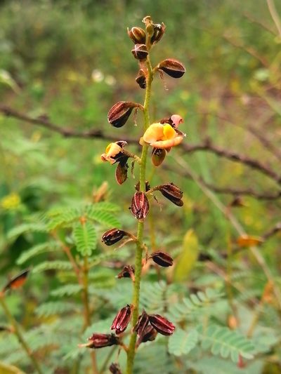Pomaria glandulosa, photographed by Erick Vélez Sánchez