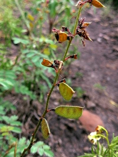 Pomaria glandulosa, photographed by Erick Vélez Sánchez