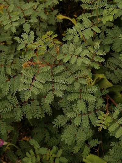 Pomaria glandulosa, photographed by Erick Vélez Sánchez