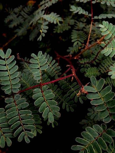 Pomaria glandulosa, photographed by Erick Vélez Sánchez