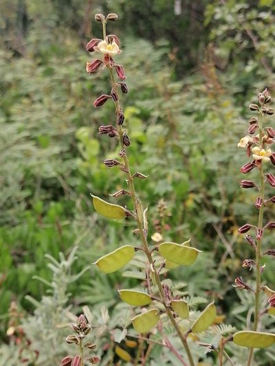 Pomaria glandulosa, photographed by Erick Vélez Sánchez