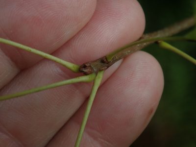 Quercus palustris, photographed by Lynn Harper