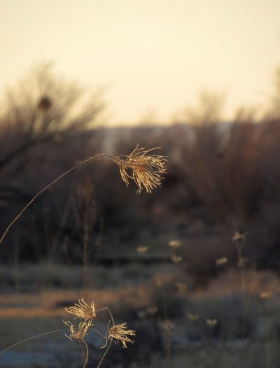 Thelypodium integrifolium, photographed by Wendy McCrady