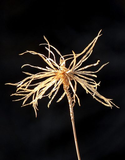 Thelypodium integrifolium, photographed by Wendy McCrady