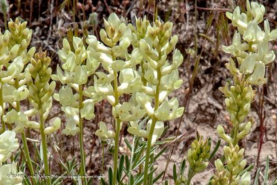 Astragalus flavus, photographed by Jay Brasher