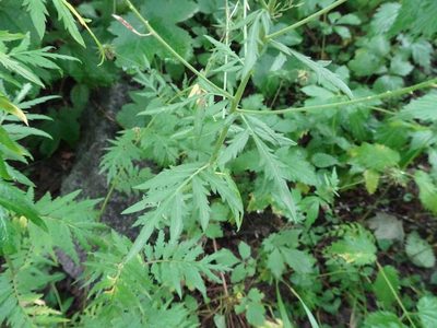 Descurainia tanacetifolia, photographed by Thomas Koffel