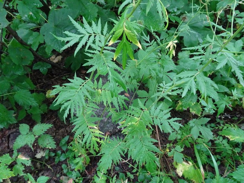 Descurainia tanacetifolia, photographed by Thomas Koffel