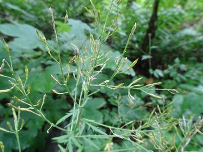 Descurainia tanacetifolia, photographed by Thomas Koffel