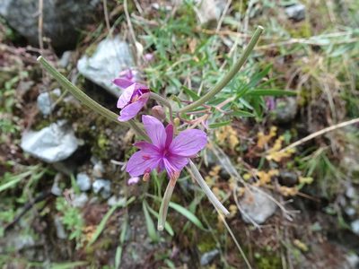 Epilobium fleischeri, photographed by Thomas Koffel