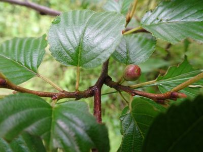 Rhamnus alpina, photographed by Thomas Koffel