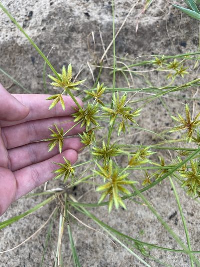 Cyperus oxylepis, photographed by evangrimes
