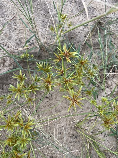 Cyperus oxylepis, photographed by evangrimes