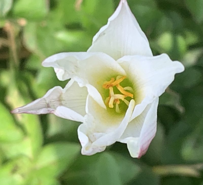Zephyranthes simpsonii, photographed by natalie
