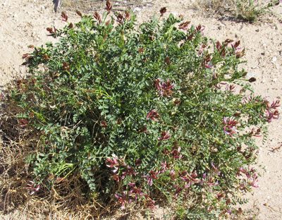 Astragalus preussii, photographed by Wendy McCrady