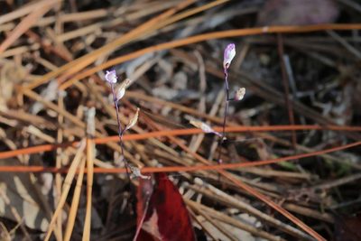 Apteria aphylla, photographed by Lauren McLaurin