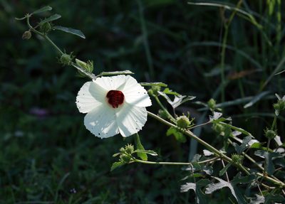 Sabdariffa aculeata, photographed by Lauren McLaurin