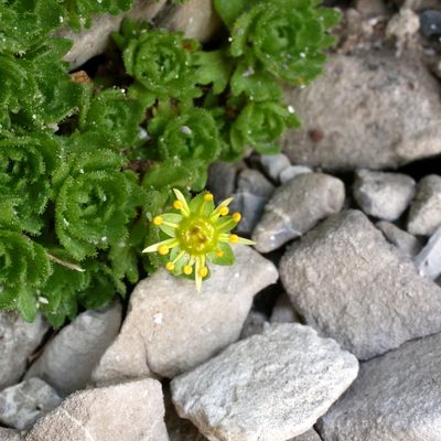 Saxifraga aphylla, photographed by Wolfgang Jauch