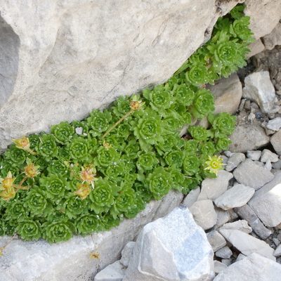 Saxifraga aphylla, photographed by Wolfgang Jauch