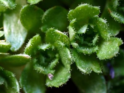 Saxifraga aphylla, photographed by Wolfgang Jauch