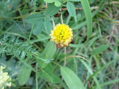 Trifolium badium, photographed by David Delon