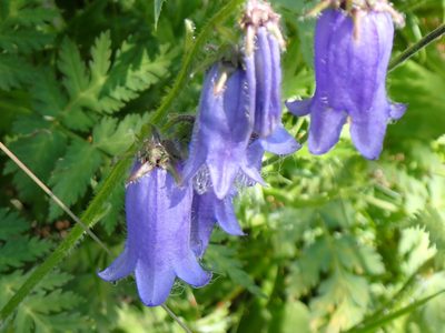 Campanula barbata, photographed by David Delon