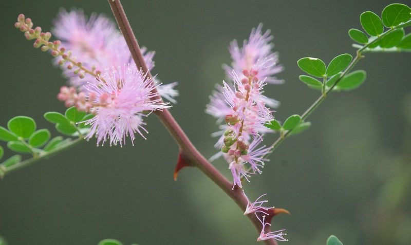 Mimosa distachya, photographed by Bill Levine