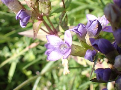 Gentianella campestris, photographed by David Delon