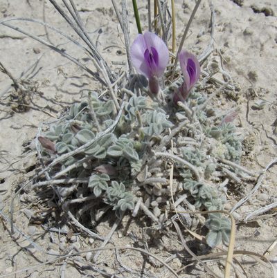 Astragalus phoenix, photographed by Wendy McCrady