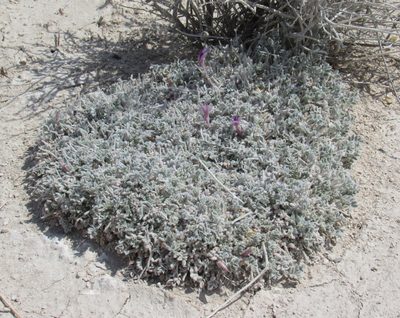 Astragalus phoenix, photographed by Wendy McCrady