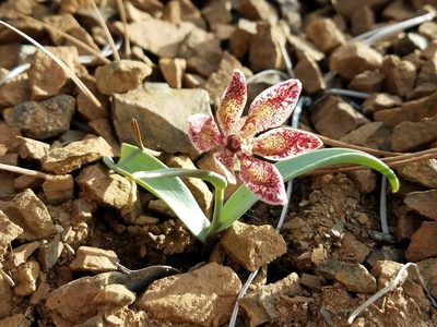 Fritillaria falcata, photographed by Alan Rockefeller