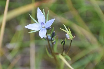 Lomatogonium rotatum, photographed by Syd Cannings